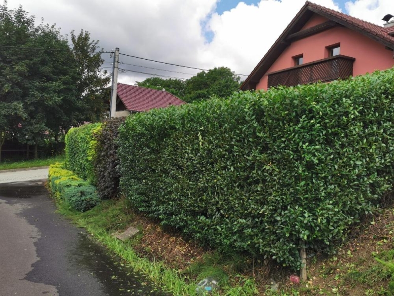 Image 15